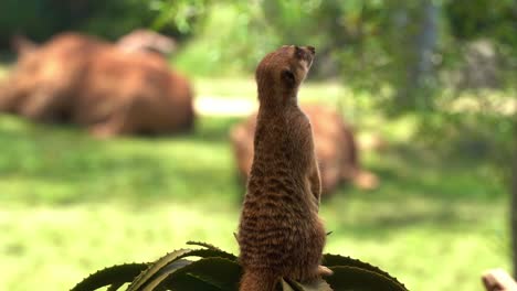 Cute-african-small-mongoose,-meerkat,-suricata-suricatta-on-sentry-duty,-standing-on-its-hind-legs,-perch-on-a-high-point,-guarding-the-perimeter,-selective-focus-close-up-shot-with-copy-space