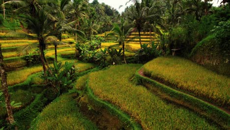 Drone-De-Terraza-De-Arroz-De-Tegalalang-A-Través-De-Terrazas-Verdes-Amarillas,-Ubud,-Bali