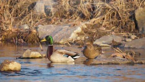A-Couple-Of-Mallard-Ducks-Relaxing-On-Rocky-River-Stream