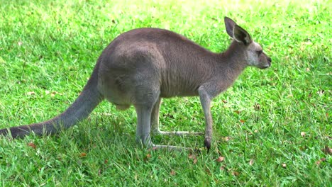 Funny-male-eastern-grey-kangaroo,-macropus-giganteus-scratching-its-itchy-balls-and-grazing-on-green-grass-in-open-plain,-native-Australian-wildlife-species,-close-up-shot