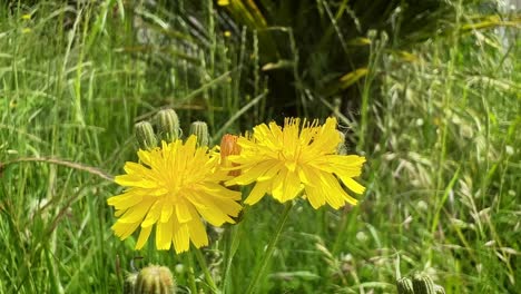 Close-up-view-of-bee-buzzing-around-two-bright-dandelion-flowers