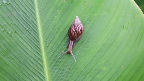Snail-Achatina-crawls-in-the-green-leaf