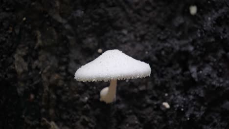 White-mushroom-wobbling-like-a-bobble-head