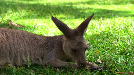 Herbivorous-eastern-grey-kangaroo,-macropus-giganteus-lying-on-the-ground,-foraging-on-green-grass-in-open-plain,-close-up-shot-capturing-native-Australian-wildlife-species