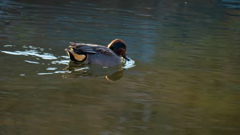 A-Male-Eurasian-Teal-Swimming-On-Transparent-Pond-Water-In-Daytime