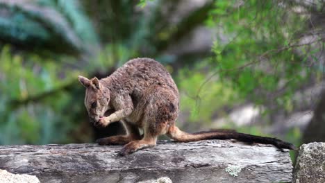 A-Mareeba-rock-wallaby-grooming-itself