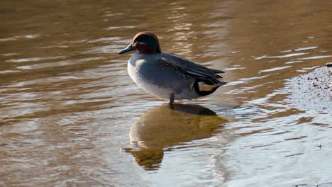 Eurasian-Teal-Male-Standing-On-A-Lakeshore-With-Mirror-Reflection-During-Sunny-Day