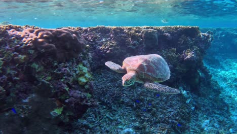 Tortuga-Marina-Verde-Nadando-Suavemente-Cerca-De-Una-Gran-Barrera-De-Coral-Bajo-El-Agua