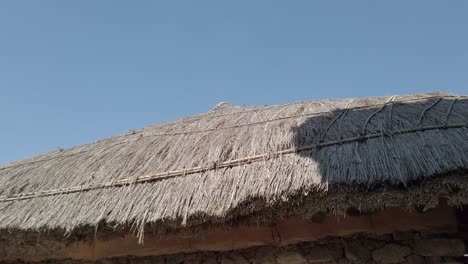 Small-birds-looking-for-insects-on-thatched-roof-in-Naganeupseong-Folk-Village