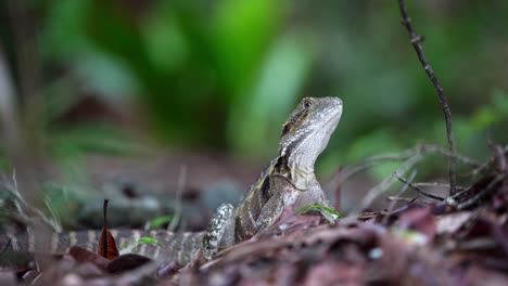 dragon-lizard-far-North-Queensland-Australia