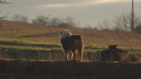 Australian-shepherd-dog-standing-in-grass-or-meadow,-looking-back,-stable-view,-copyspace-background