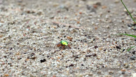 Colorido-Escarabajo-Navideño-Rodando-Sobre-Rocas