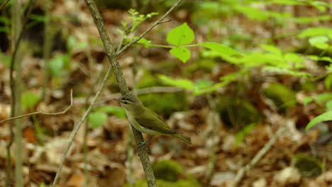 Red-Eyed-Vireo-sitting-on-branch-in-woods,-American-songbird