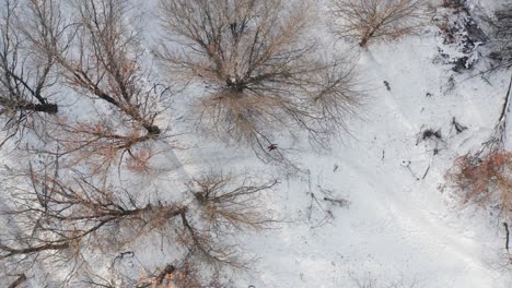 Aerial-top-down,-person-hiking-alone-on-snowy-winter-forest-path