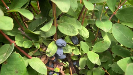 Ripe-Haskap-berries-on-a-bush-in-sunshine