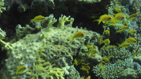 Anthias-Fische-Zwischen-Den-Feuerkorallen-Im-Roten-Meer-Neben-Den-Glasfischen