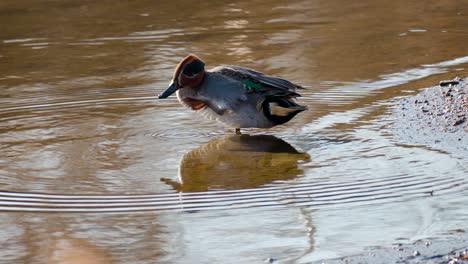Eurasian-Teal-Male-Scratching-On-Shallow-Pond-Water-In-Sunny-Daytime