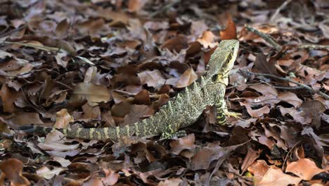 Close-up-shot-of-an-Australian-water-dragon,-intellagama-lesueurii-spotted-on-the-deciduous-forest-ground-in-its-natural-habitat-with-a-glimpse-of-sunlight-peeking-through-the-foliages