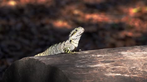 Wild-Australian-water-dragon,-intellagama-lesueurii-spotted-basking-on-a-log-against-blurry-deciduous-forest-background-in-its-natural-habitat-with-a-glimpse-of-sunlight-peeking-through-the-foliages