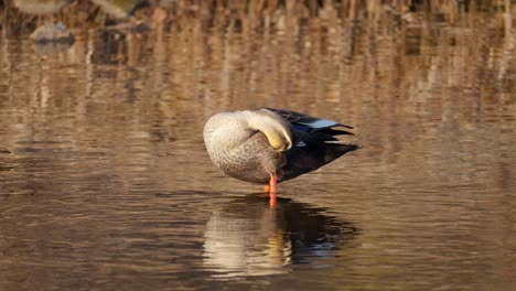 An-Eastern-Spot-Billed-Duck-Preening-Feathers-On-Sunny-Day-At-Lake