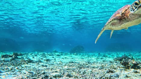 Tortuga-Marina-Verde-Nadando-Bajo-El-Mar-Azul-Tropical