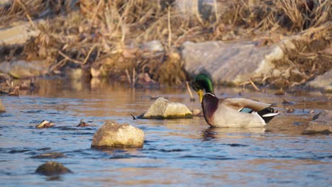 Male-Mallard-Duck-On-A-Slowly-Flowing-River-Stream-With-Rocks