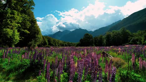 New-Zealand-Milford-Sound-Landscape-Drone-Shot-of-Colorful-Lupin-Field