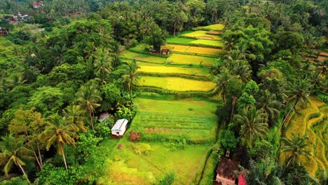 Tegalalang-Reisterrassendrohne-Zeigt-Terrassen-Und-Palmen,-Ubud,-Bali