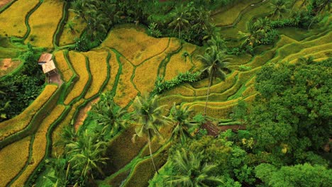 Tegalalang-Rice-Terrace-Drone-Aerial-Panning-View-of-Ubud,-Bali