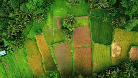 Tegalalang-Rice-Terrace-Drone-of-Green,-Orange,-Fields,-Ubud,-Bali