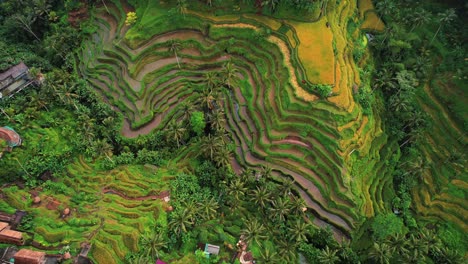 Tegalalang-Rice-Terrace-Drone-Upward-pan,-Ubud,-Bali
