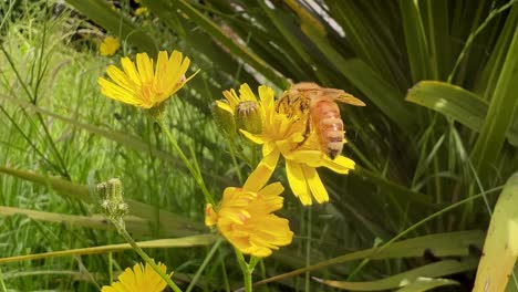 Makroaufnahmen-Von-Bienen,-Die-Bei-Sonnenschein-Pollen-Von-Löwenzahnblüten-Sammeln