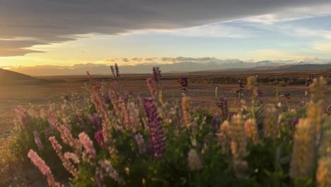 Nahaufnahme-Des-Sonnenuntergangs,-Der-Blühende-Lupinen-In-Der-Neuseeländischen-Landschaft-Beleuchtet