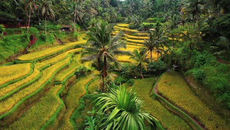 Tegalalang-Rice-Terrace-Drone-Flys-Over-Palm-Trees-in-Ubud,-Bali