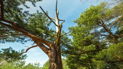 Hyperlaspe-Um-Einen-Prächtigen-Baum,-Umgeben-Von-Grünen-Zweigen-An-Sonnigen-Tagen