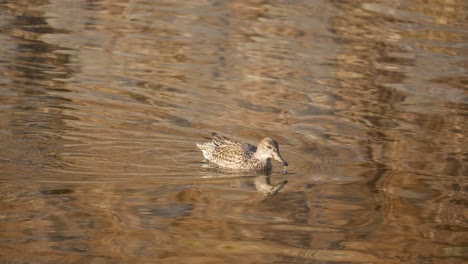 Lone-Female-Eurasian-Teal-Is-Looking-For-Algae-In-A-Freshwater-Pond