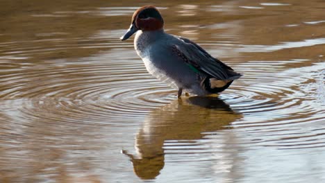 Eurasian-Teal-Male-Preen-Feathers-On-A-Pond-With-Mirror-Reflection