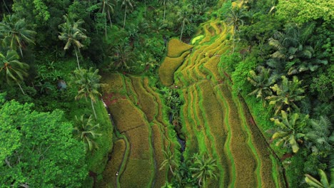 Tegalalang-Rice-Terrace-Drone-Descending-into-Terraces-in-Ubud,-Bali