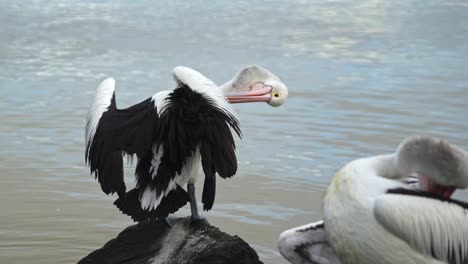 Pelikane,-Die-Ihre-Federn-Auf-Einem-Felsen-Reinigen