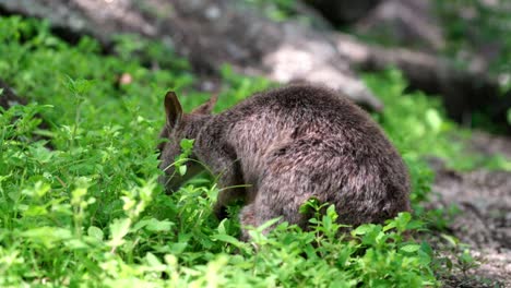 A-Mareeba-rock-wallaby-eating-leaves