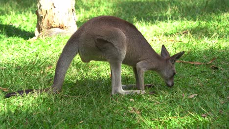 Herbivorous-eastern-grey-kangaroo,-macropus-giganteus-spotted-in-the-wild,-grazing-on-green-grass-in-open-plain-under-beautiful-sunlight,-close-up-shot-of-a-native-Australian-wildlife-species