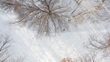 Aerial-top-down,-person-walking-alone-on-snow-covered-forest-path
