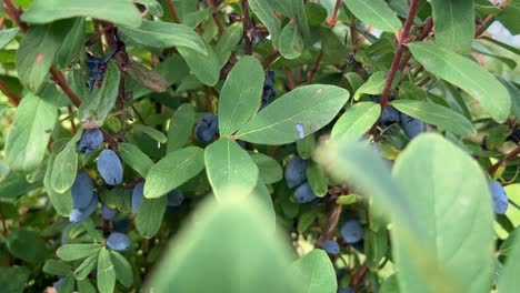 Numerous-ripe-haskap-berries-behind-fleshy-leafs-of-a-blueberry-bush