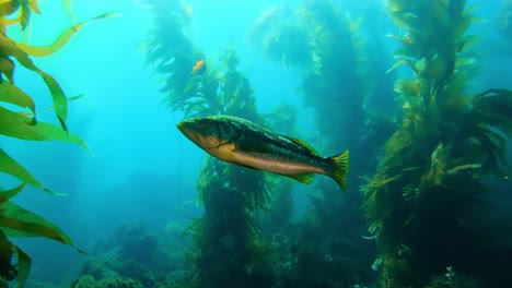 A-colossal-and-enigmatic-kelp-forest-conceals-the-wealth-of-marine-life