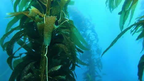 An-awe-inspiring-and-mysterious-kelp-forest-conceals-the-ocean's-biodiversity
