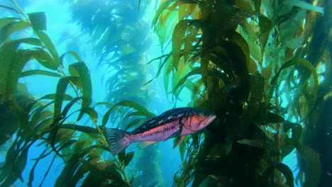 An-impressive-and-cryptic-kelp-forest-holds-the-secrets-of-the-ocean's-species