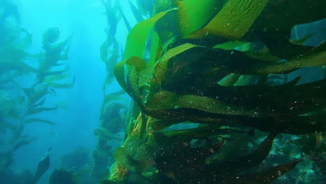 The-impressive-and-enigmatic-kelp-forest-harbors-the-ocean's-biodiversity