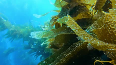 An-awe-inspiring-and-enigmatic-kelp-forest-holds-the-secrets-of-the-ocean's-species