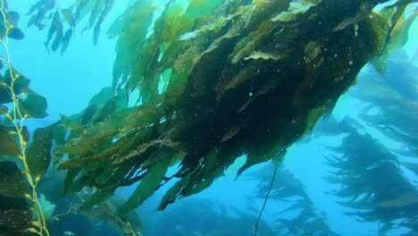 Ein-Kolossaler-Und-Rätselhafter-Kelpwald-Schützt-Die-Vielzahl-Von-Meeresarten