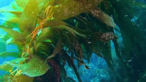 The-giant-kelp-in-the-clean-ocean